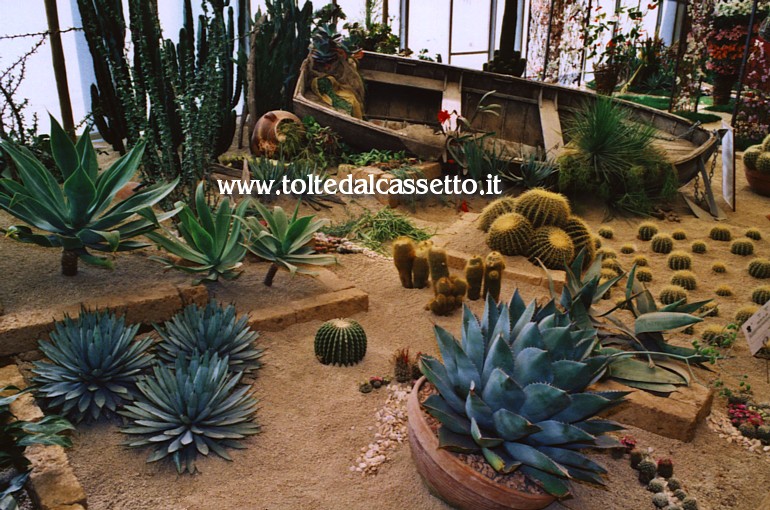 EUROFLORA 2006 - Suggestivo ambiente arido al Padiglione "S" con una grande variet di piante grasse