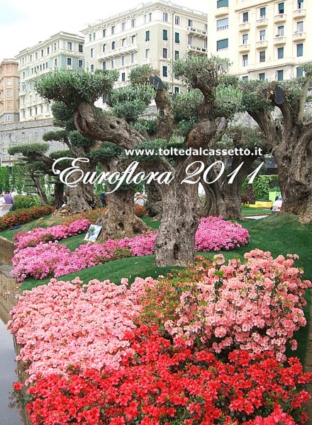 EUROFLORA 2011 - Azalee e ulivi centenari