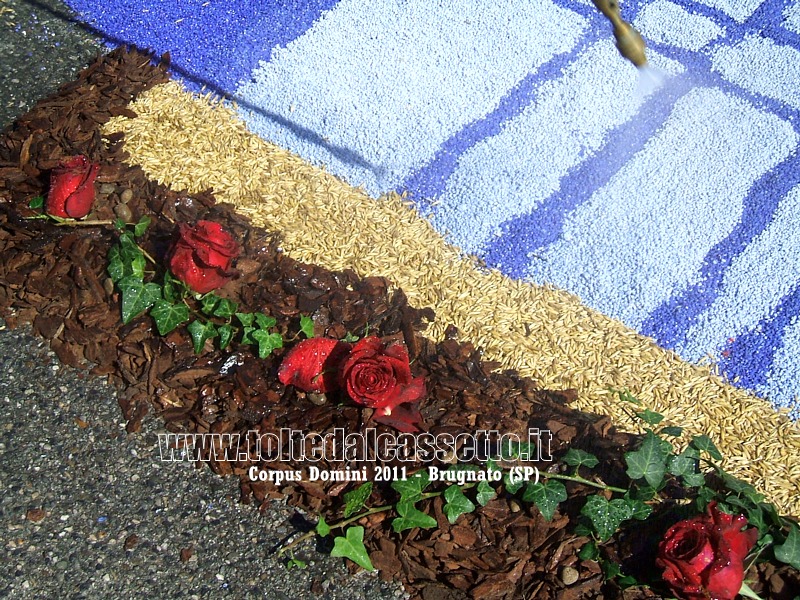 BRUGNATO (Infiorata del Corpus Domini 2011) - Con uno spruzzatore si rinfrescano le rose a contorno di un disegno