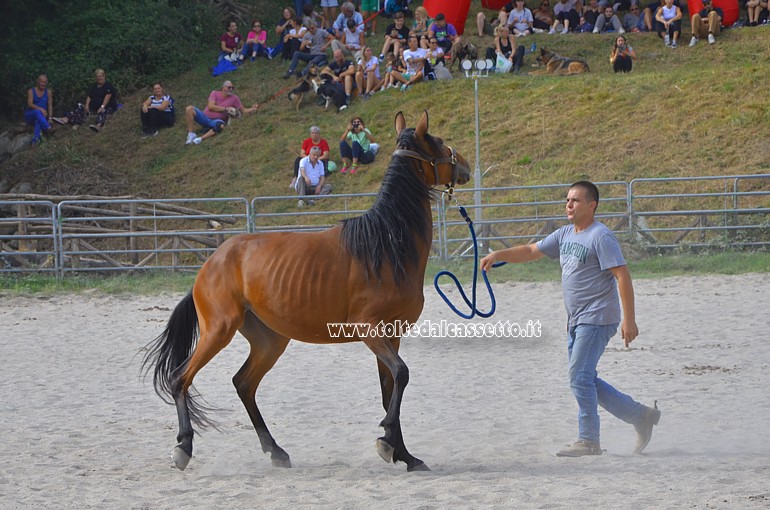 COMANO CAVALLI - Allevatore addestra il suo cavallo tenendolo alla corda