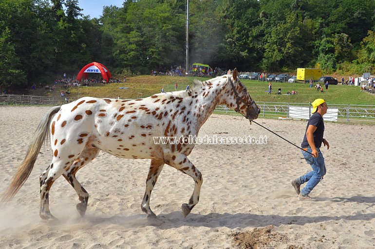 COMANO CAVALLI - Cavallo del tipo Appaloosa corre dietro al suo proprietario
