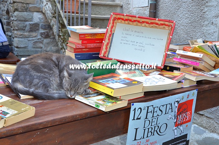 MONTEREGGIO (Festa del Libro 2015) - Un gatto dorme pacificamente tra i libri di una bancarella self-service