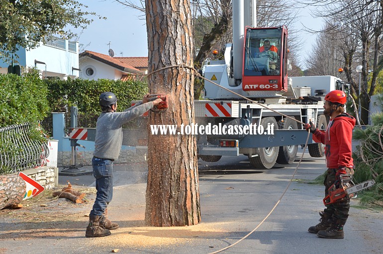 FORTE DEI MARMI - Addetti di un'impresa di lavori boschivi provvedono al taglio del fusto di un pino abbattuto dal forte vento