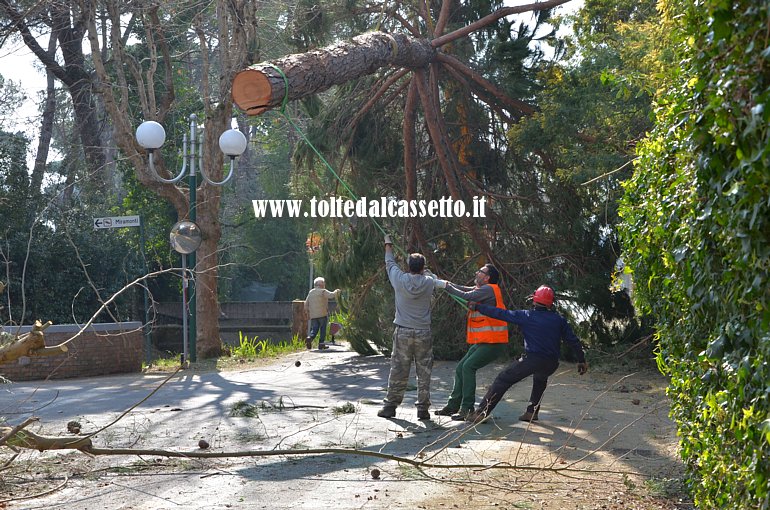 FORTE DEI MARMI - Addetti di un'mpresa di lavori boschivi liberano una strada da un pino abbattutosi sulla carreggiata