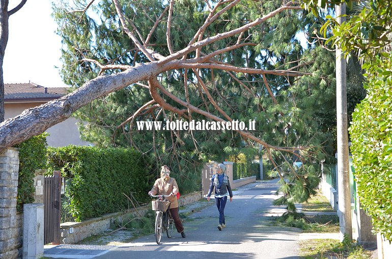 FORTE DEI MARMI - Residenti transitano sotto la chioma di un pino abbattutosi su una strada cittadina a causa del forte vento