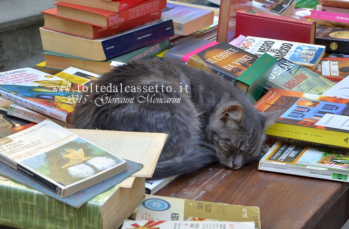 MONTEREGGIO - Gatto che dorme sui libri
